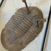 Asaphus kowalewskii