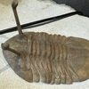 Asaphus kowalewskii