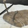 Asaphus kowalewskii