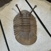 Asaphus kowalewskii