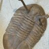 Asaphus kowalewskii