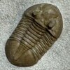 Asaphus ornatus
