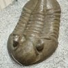 Asaphus ornatus