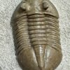Asaphus ornatus