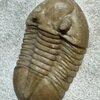 Asaphus ornatus