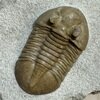Asaphus ornatus