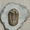 Asaphus ornatus