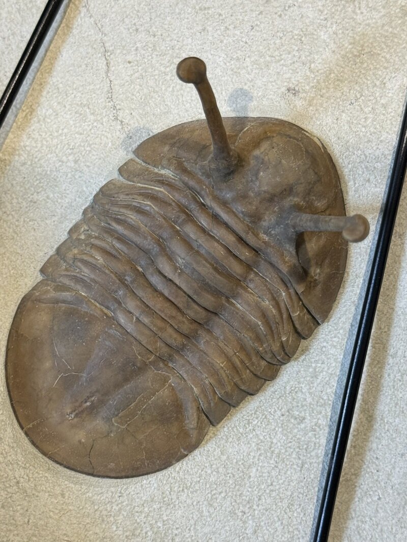 Asaphus kowalewskii
