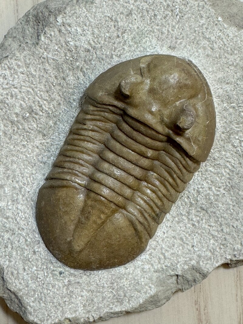 Asaphus ornatus