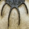 Acanthopyge sp.（成体）