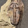 Ptychoparia striata