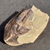 Ptychoparia striata