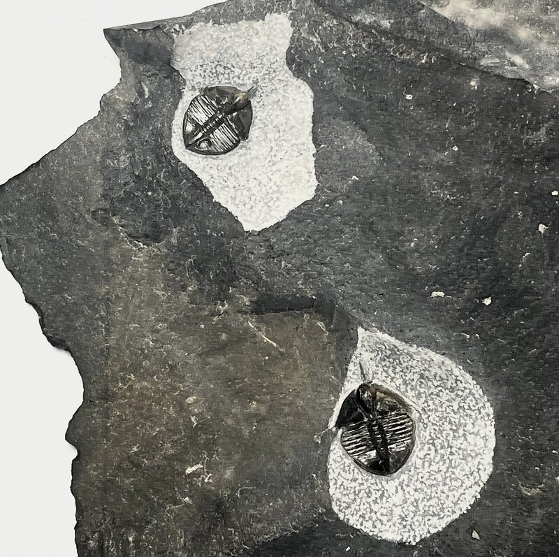 Ampyx gongwusuensis