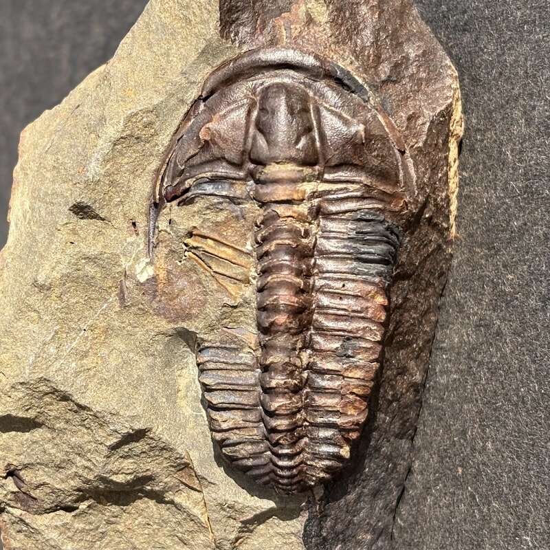 Ptychoparia striata