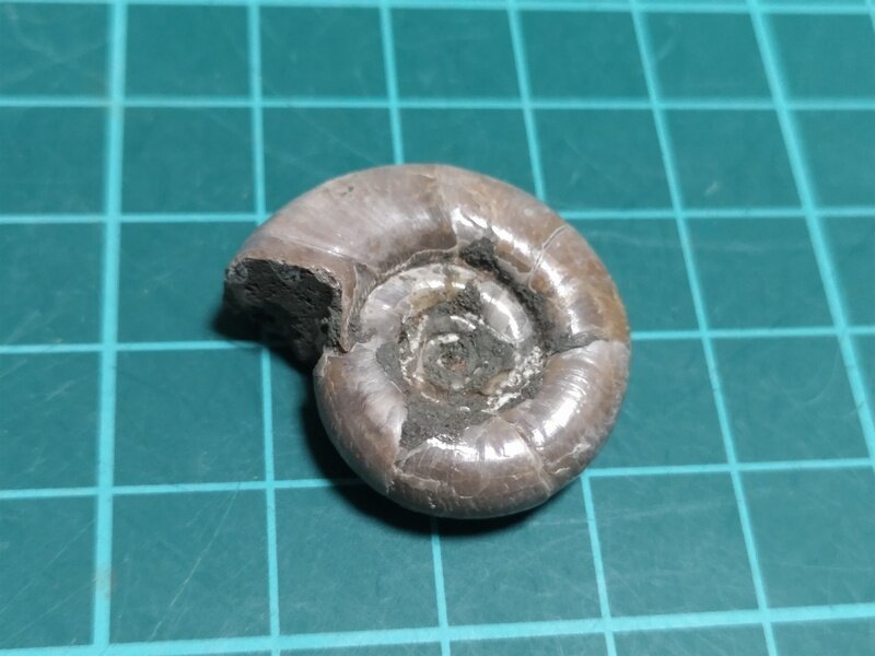 Eogaudryceras 2