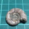 Eogaudryceras 2