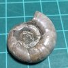 Eogaudryceras 2
