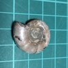 Eogaudryceras 2