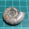 Eogaudryceras 2