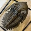 Metacanthina issoumourensis