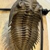 Metacanthina issoumourensis