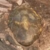 Ectillaenus sp.