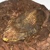 Ectillaenus sp.