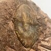 Ectillaenus sp.