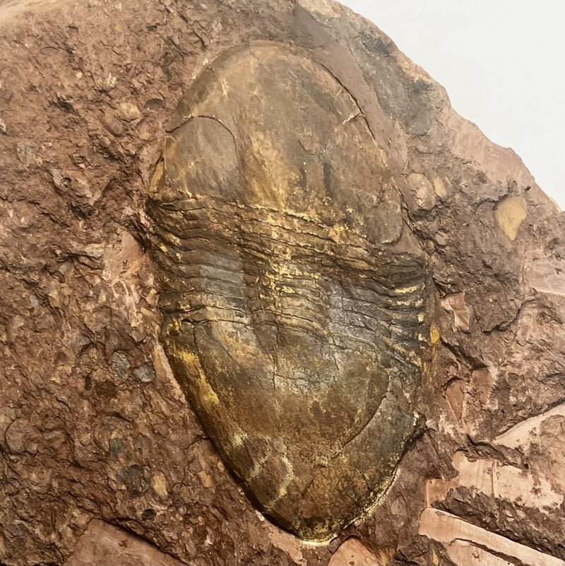 Ectillaenus sp.