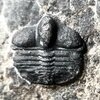 Taklamakania