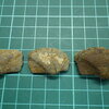 Nanonavis Splendenes