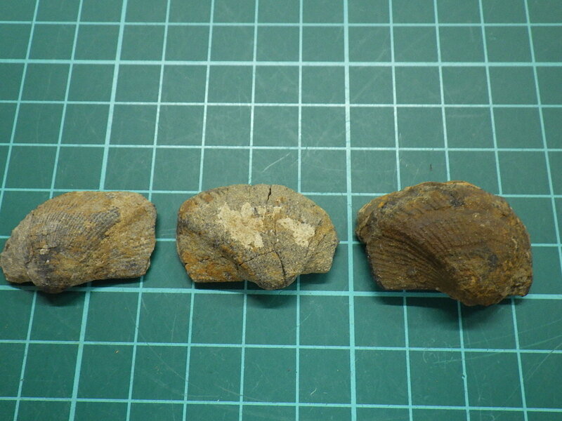Nanonavis Splendenes