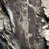 Hedinaspis shengi 大小