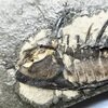 Itydeois with long spines