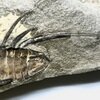 Itydeois with long spines