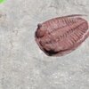 Parabathycheilus gallicus( Bathycheilus )2