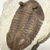 Asaphus holmi