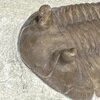 Asaphus holmi