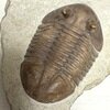 Asaphus holmi