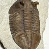 Asaphus holmi