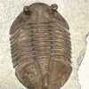 Asaphus holmi