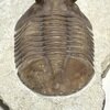 Asaphus holmi