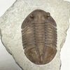 Asaphus holmi