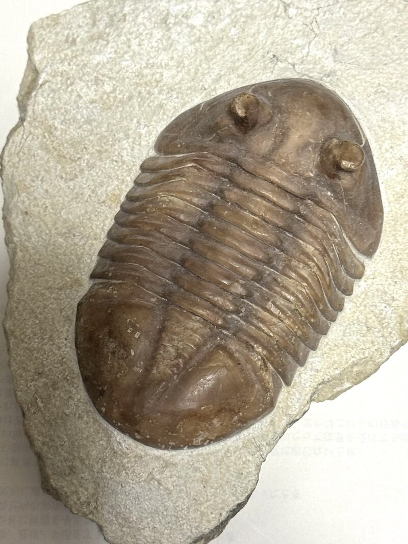 Asaphus holmi