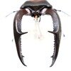 マンディブラリスフタマタクワガタ（赤褐色）　【いきもの大図鑑アドバンス】