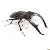 マンディブラリスフタマタクワガタ（赤褐色）　【いきもの大図鑑アドバンス】