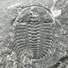 Protoryctocephalus
