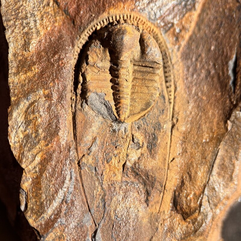 Stapeleyella inconstans