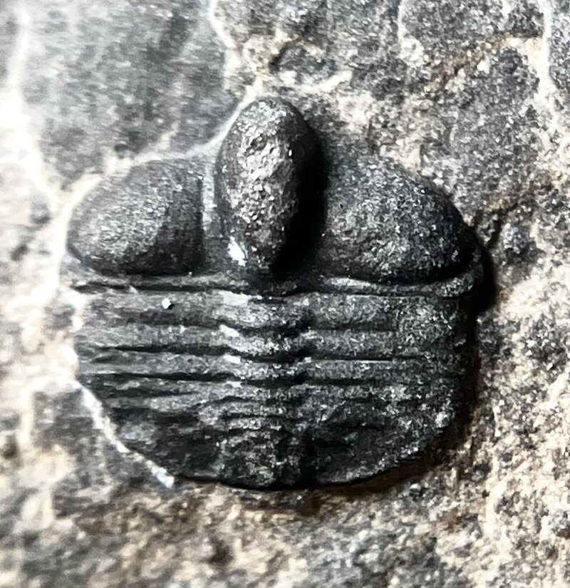 Taklamakania