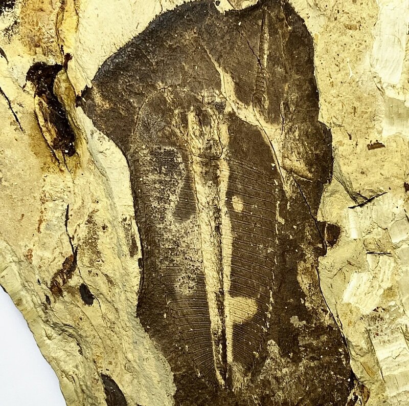 Hedinaspis shengi 大小